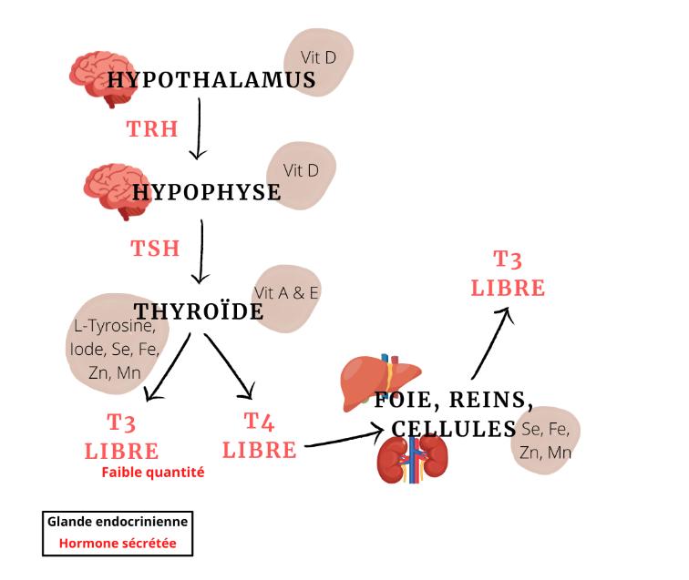 Schéma de la synthèse des hormones thyroïdiennes